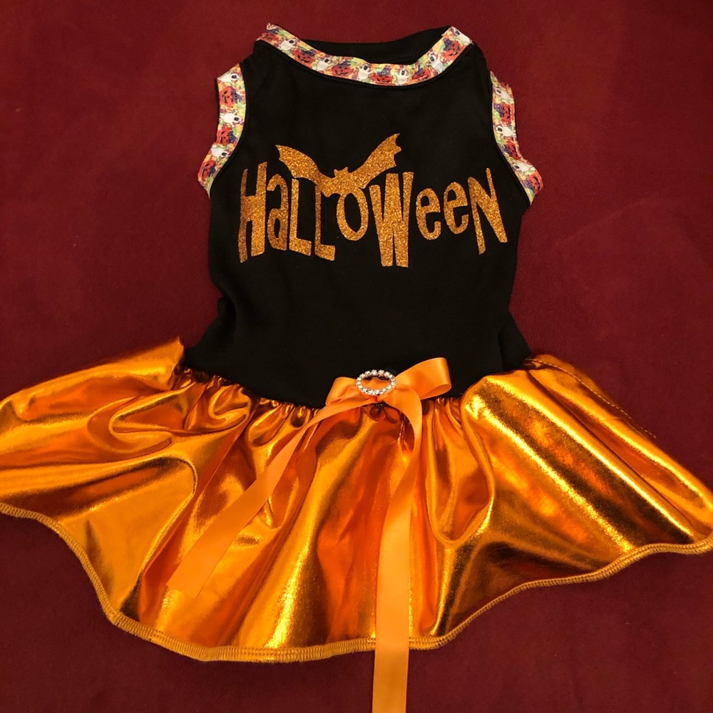 Halloween 🎃 dress for female dog!